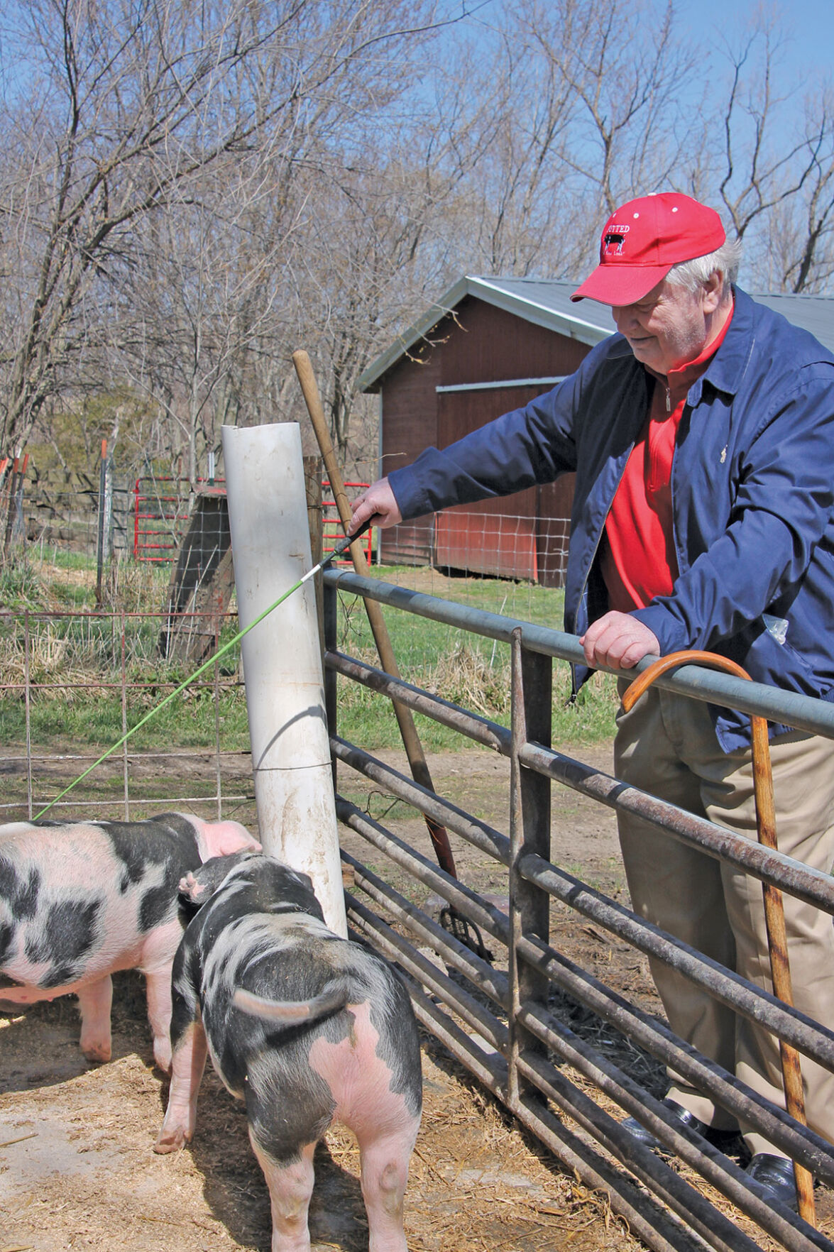 Rod Fee with pigs